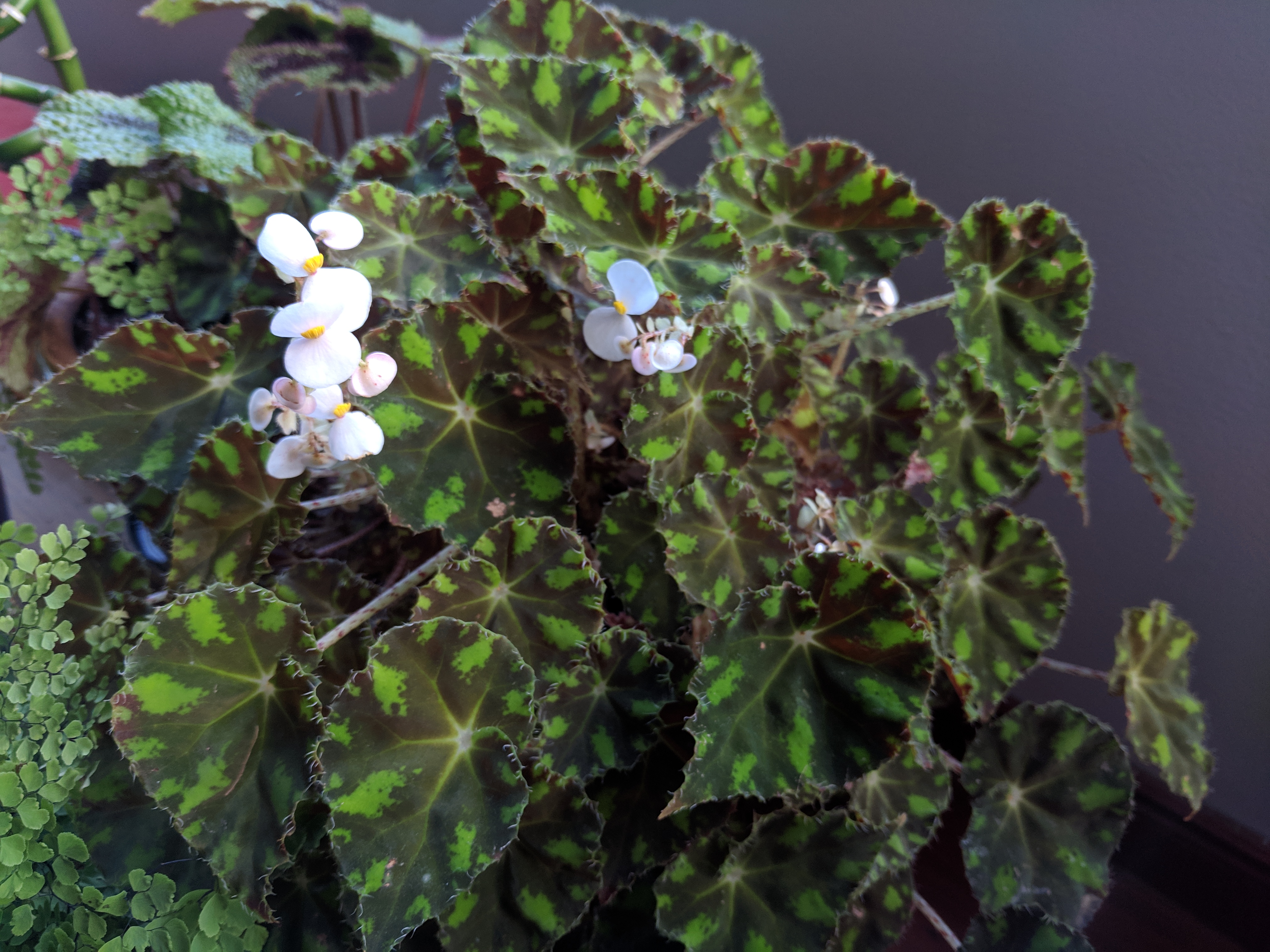 Begonia ‘froggy’, January 2019