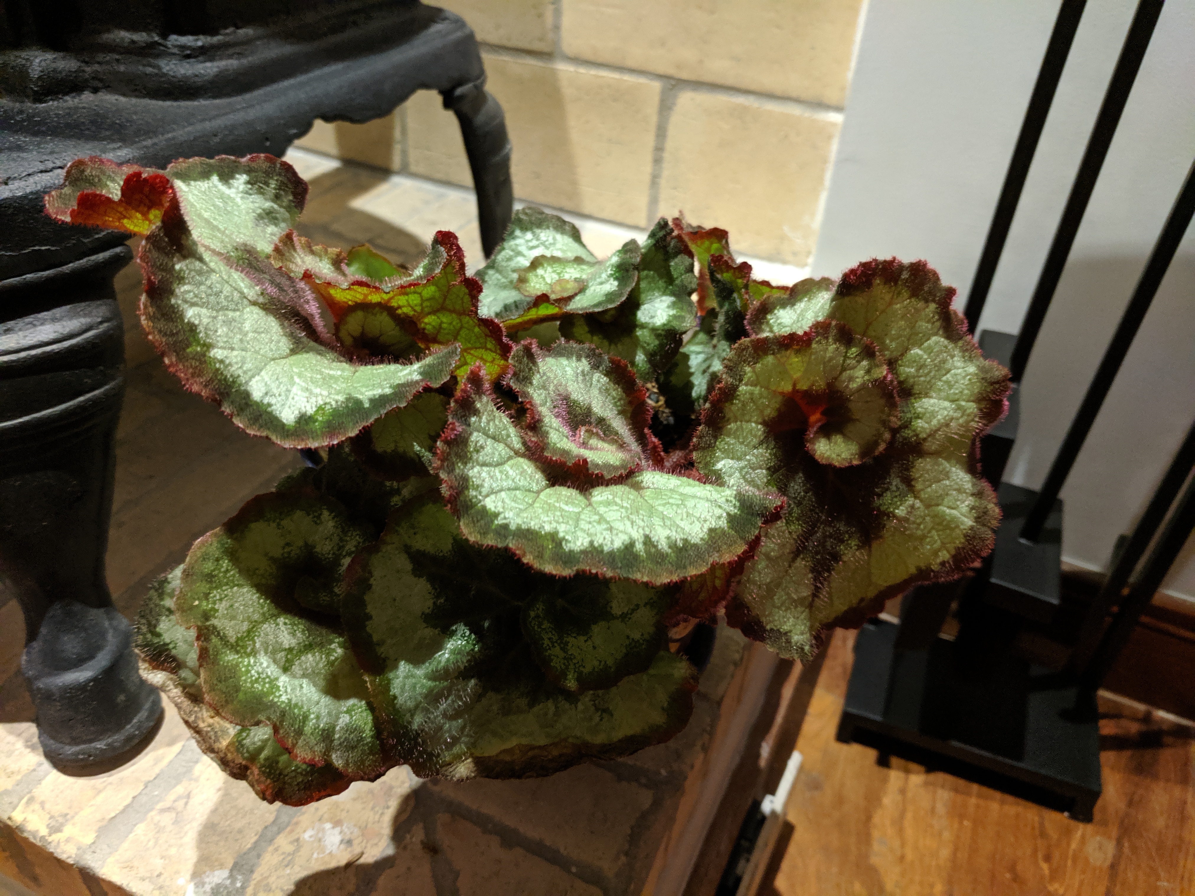 Spiral begonia, May 2019