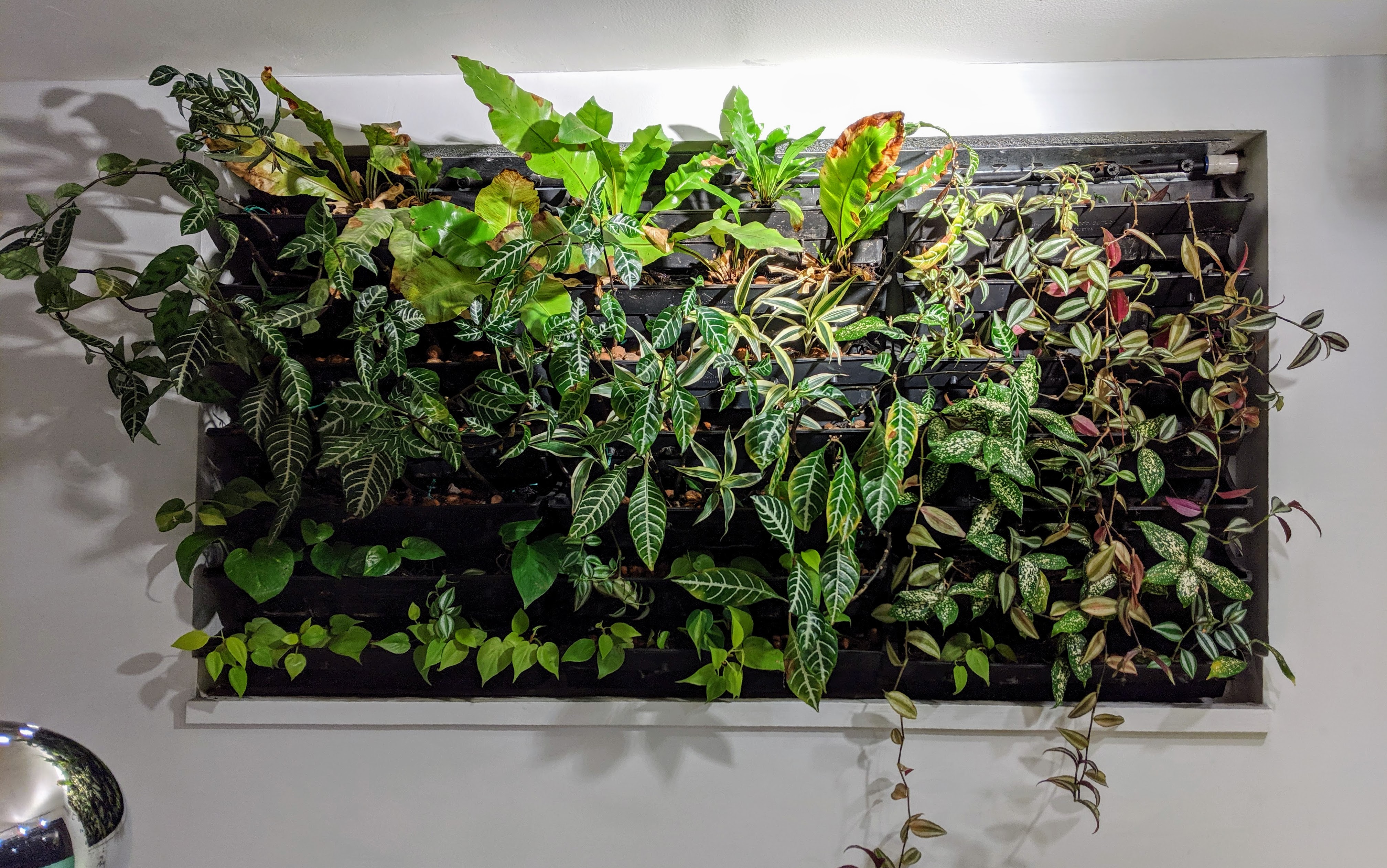 Vertical garden, November 2019