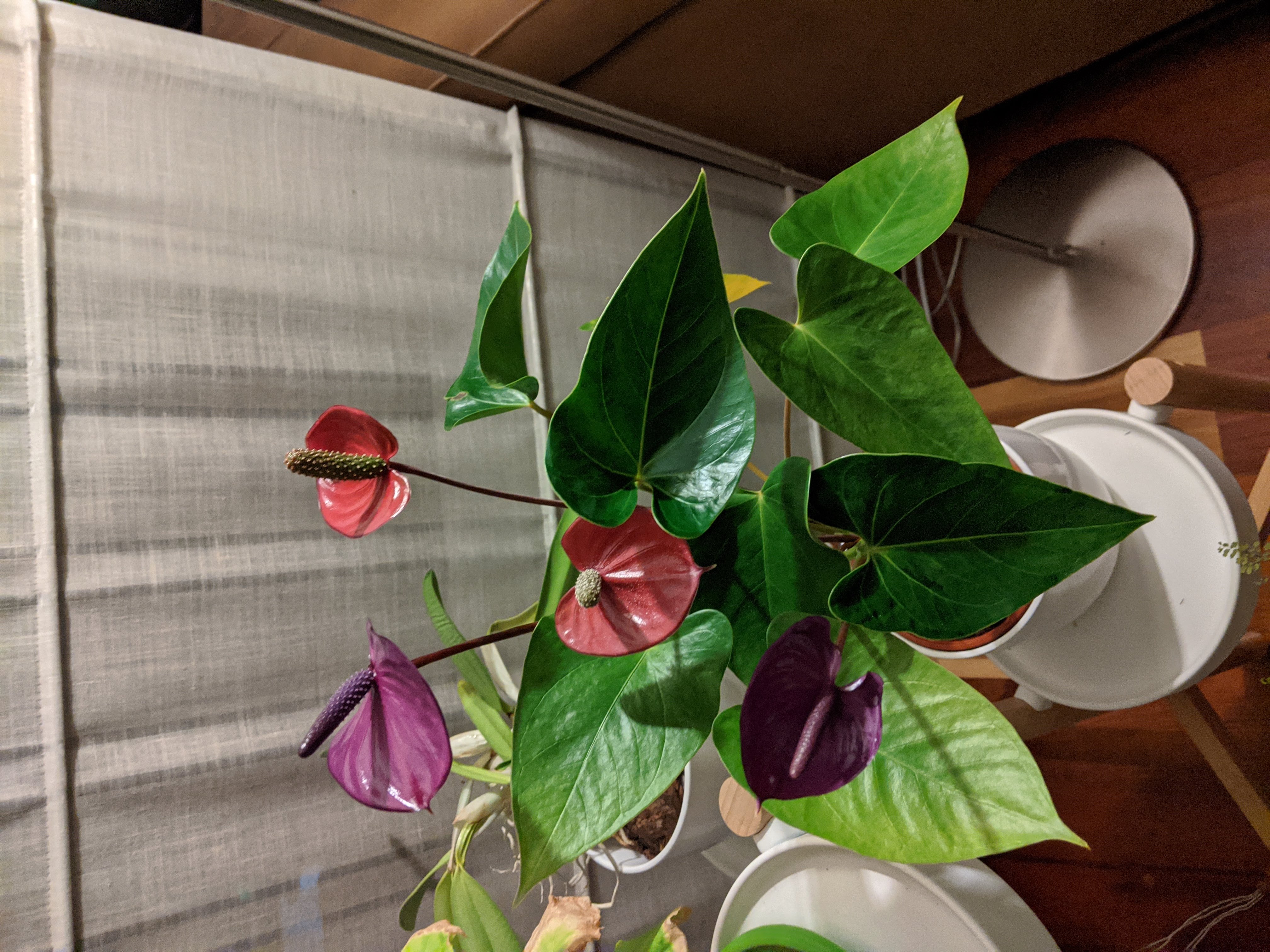 Anthurium, June 2020