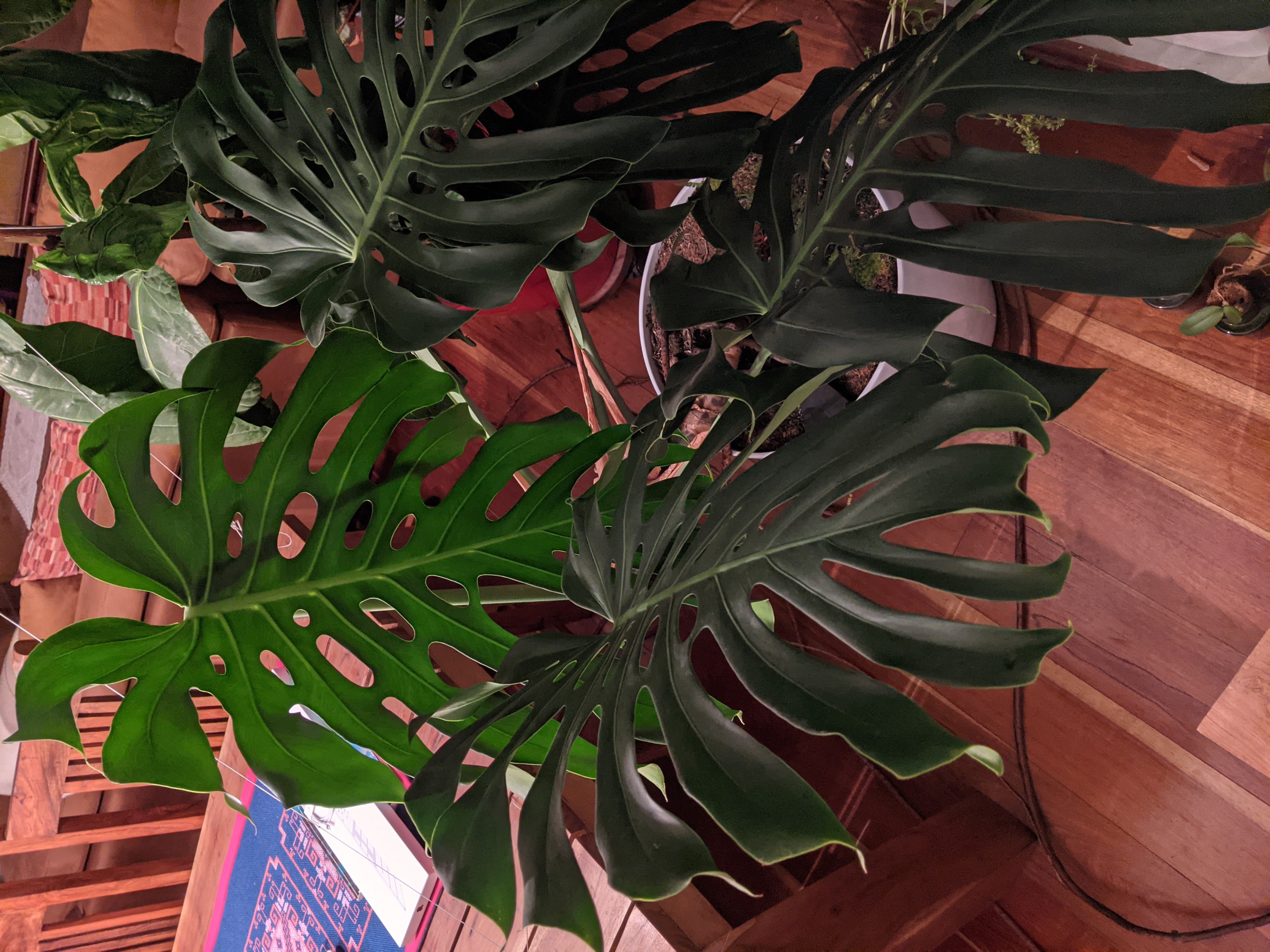 Monstera deliciosa, March 2021